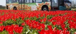 Reisadvies naar Keukenhof